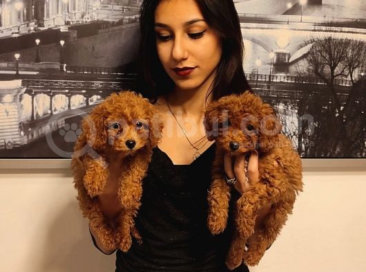 Irk Ve Sağlik Garanti̇li̇ Babyface Poodle Bebekleri̇mi̇z