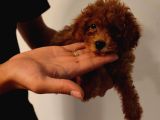 Irk Ve Sağlik Garanti̇li̇ Babyface Poodle Bebekleri̇mi̇z