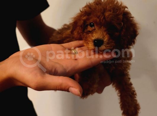 Irk Ve Sağlik Garanti̇li̇ Babyface Poodle Bebekleri̇mi̇z görsel