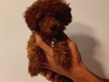 Irk Ve Sağlik Garanti̇li̇ Babyface Poodle Bebekleri̇mi̇z