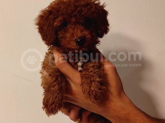 Irk Ve Sağlik Garanti̇li̇ Babyface Poodle Bebekleri̇mi̇z görsel