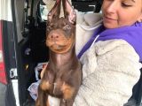 Safkan Kizil Doberman Yavrular