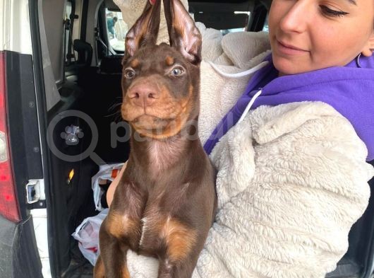 Safkan Kizil Doberman Yavrular görsel