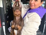 Safkan Kizil Doberman Yavrular
