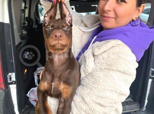 Safkan Kizil Doberman Yavrular görsel