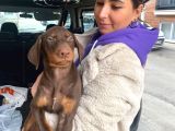 Safkan Kizil Doberman Yavrular