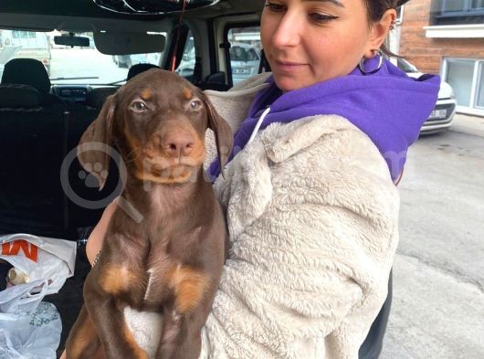 Safkan Kizil Doberman Yavrular görsel