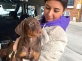 Safkan Kizil Doberman Yavrular