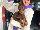 SAFKAN KIZIL DOBERMAN YAVRULAR