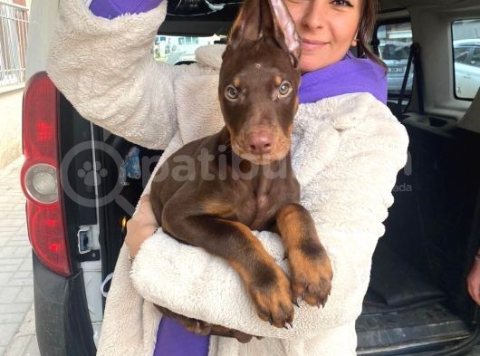 SAFKAN KIZIL DOBERMAN YAVRULAR
