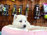 BEYAZ HUSKY SİBİRYA KURDU YAVRULAR