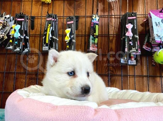 Beyaz Husky Si̇bi̇rya Kurdu Yavrular