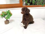Orjinal Toy Garantili 6 Aylık Çikolata Erkek Poodle