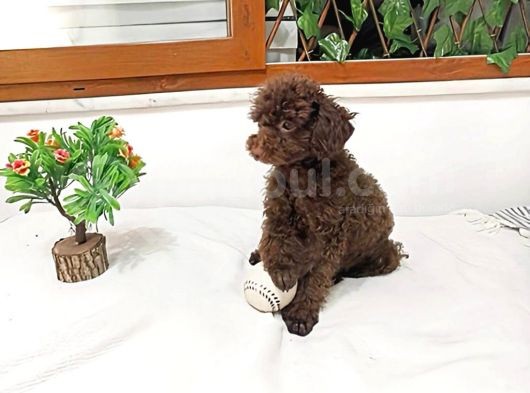 Orjinal Toy Garantili 6 Aylık Çikolata Erkek Poodle görsel