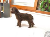 Orjinal Toy Garantili 6 Aylık Çikolata Erkek Poodle