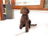 Orjinal Toy Garantili 6 Aylık Çikolata Erkek Poodle