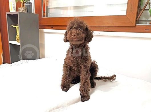 Orjinal Toy Garantili 6 Aylık Çikolata Erkek Poodle görsel