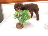 Orjinal toy garantili 6 Aylık çikolata erkek poodle