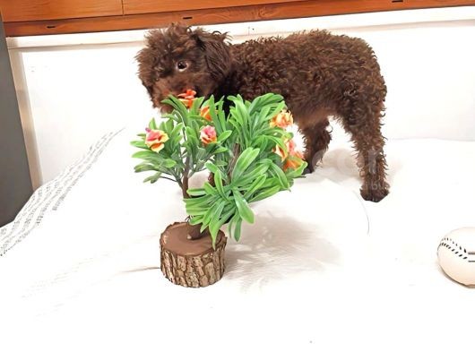Orjinal Toy Garantili 6 Aylık Çikolata Erkek Poodle