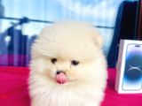 Pamuk Gibi Mini Boy Safkan Pomeranian Boo Yavrular
