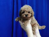 aşılı sağlık ve kilo garantili dişi toy poodle