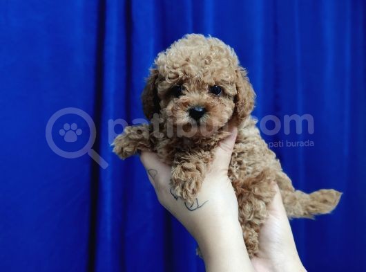 Aşılı Sağlık Ve Kilo Garantili Dişi Toy Poodle