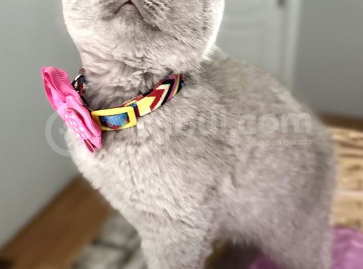 Ayıcık Surat Nadir Bulunan Lilac Dişi Scottish görsel