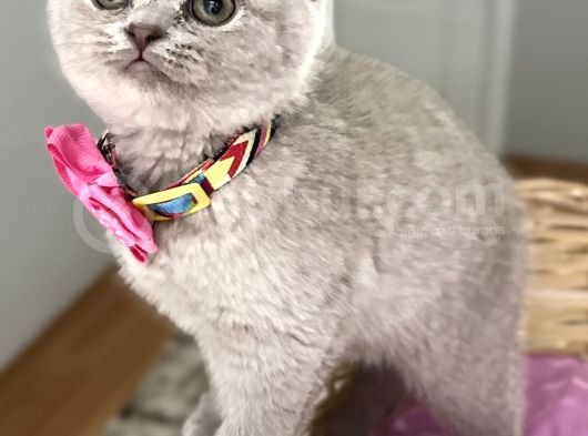 Ayıcık Surat Nadir Bulunan Lilac Dişi Scottish görsel