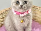 Güzelmi Güzel Lilac British Kızımız