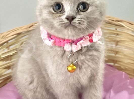 Güzelmi Güzel Lilac British Kızımız görsel