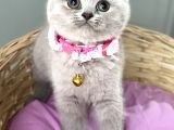 Güzelmi Güzel Lilac British Kızımız