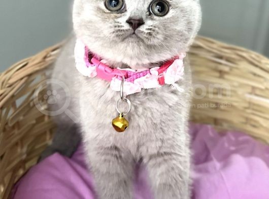 Güzelmi Güzel Lilac British Kızımız