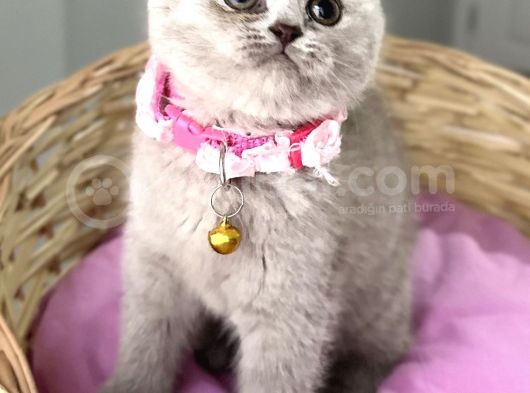 Güzelmi Güzel Lilac British Kızımız görsel