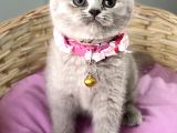 Güzelmi Güzel Lilac British Kızımız
