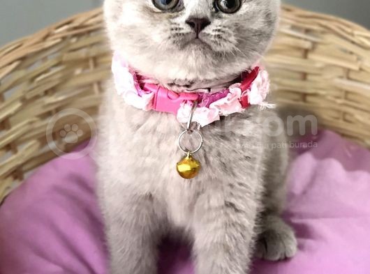 Güzelmi Güzel Lilac British Kızımız görsel