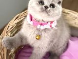 Güzelmi Güzel Lilac British Kızımız