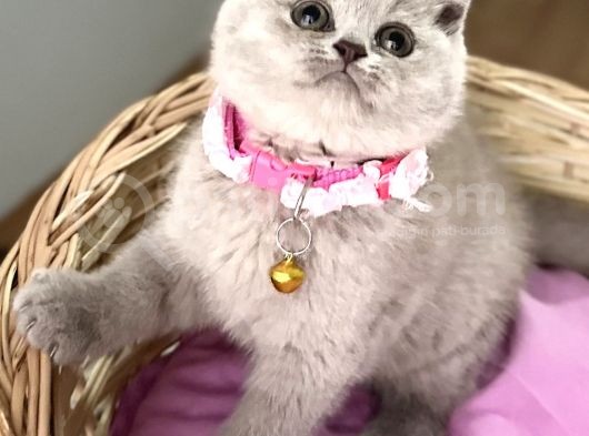 Güzelmi Güzel Lilac British Kızımız görsel