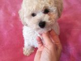29 Eylül Doğumlu Erkek Toy Poodle Bebeğim