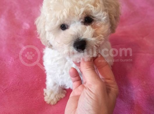 Beyaz Erkek Toy Poodle Bebeğim görsel