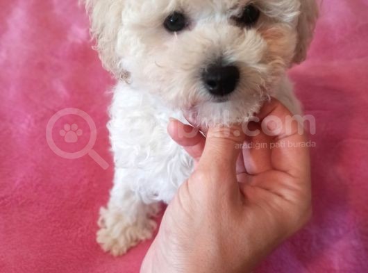 29 Eylül Doğumlu Erkek Toy Poodle Bebeğim görsel
