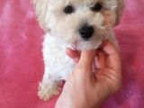 Beyaz Erkek Toy Poodle Bebeğim