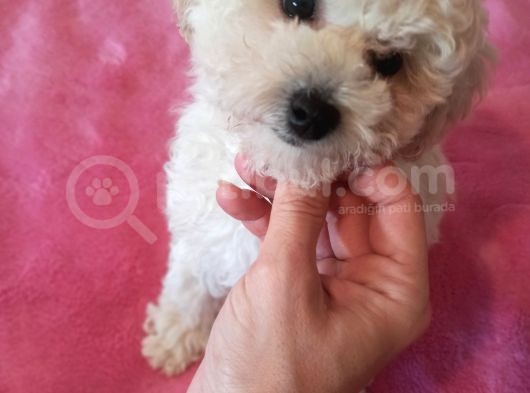 29 Eylül Doğumlu Erkek Toy Poodle Bebeğim