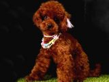 Safkan Kore Kani Toy Poodle Bebekler