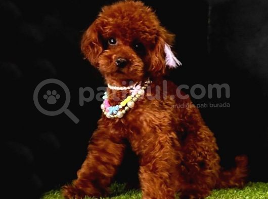 Safkan Kore Kani Toy Poodle Bebekler görsel