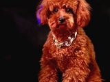 SAFKAN KORE KANI TOY POODLE BEBEKLER