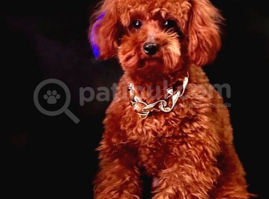 Safkan Kore Kani Toy Poodle Bebekler