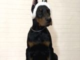 Kulak Kuyruk Estetikli Doberman Yavruları