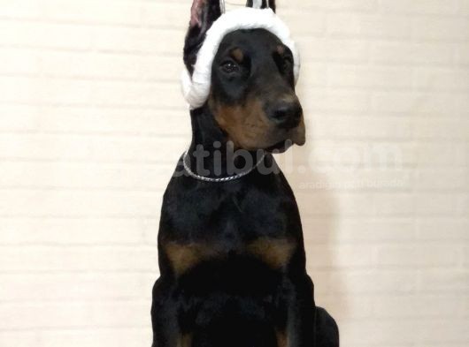 Kulak Kuyruk Estetikli Doberman Yavruları görsel