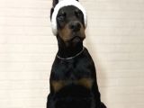 Kulak kuyruk estetikli doberman yavruları