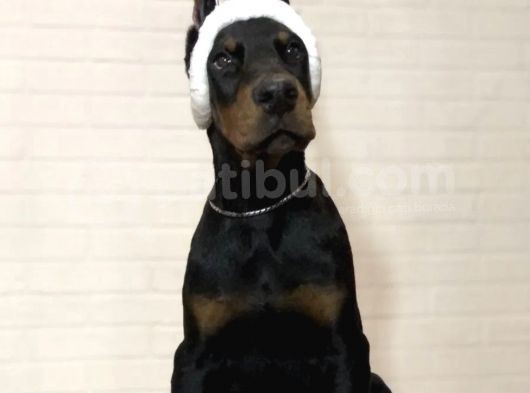Kulak Kuyruk Estetikli Doberman Yavruları